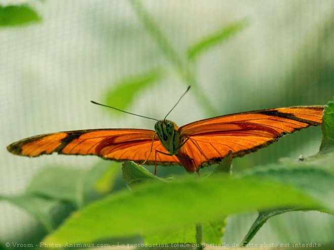 Photo de Papillon