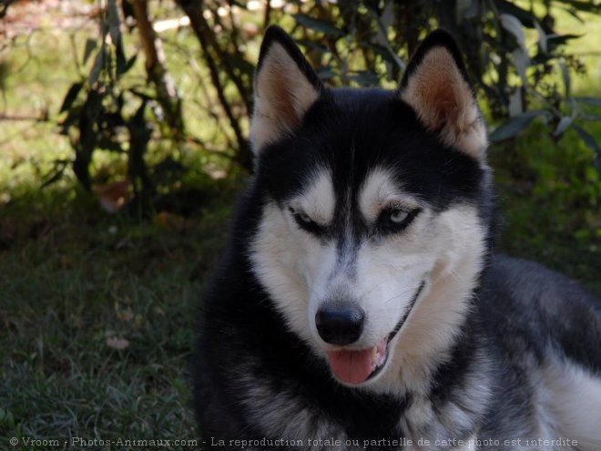 Photo de Husky siberien