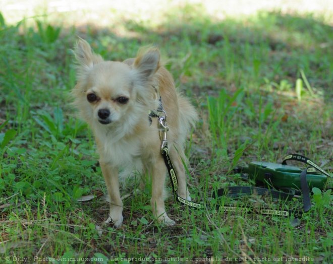 Photo de Chihuahua  poil long