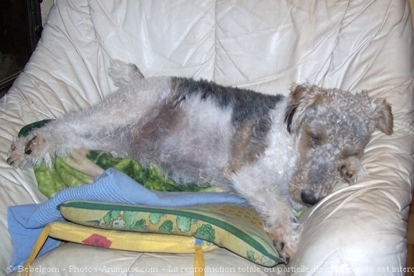 Photo de Fox terrier  poil dur