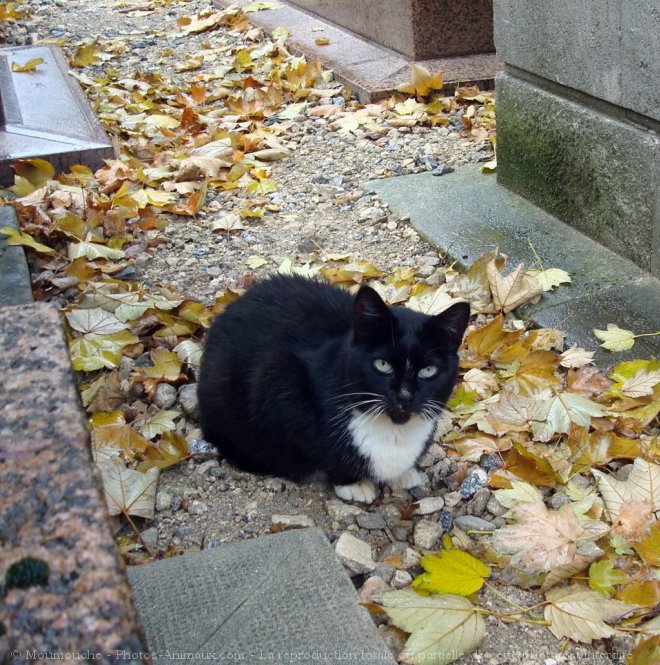 Photo de Chat domestique