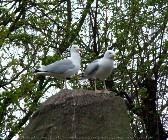 Photo de Goeland