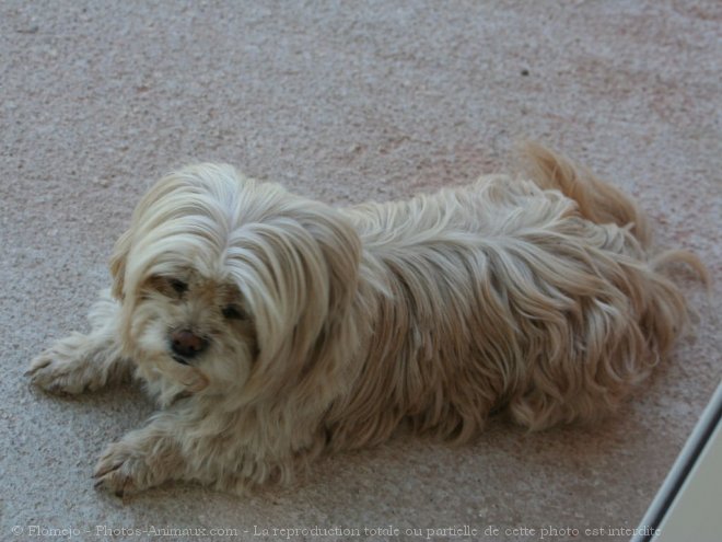 Photo de Lhassa apso