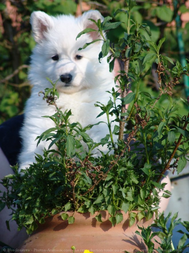 Photo de Berger blanc suisse