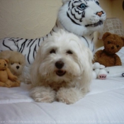 Photo de Coton de tulear