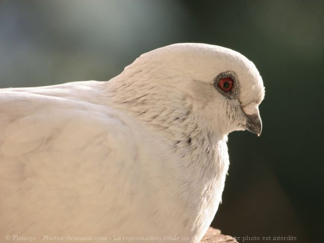 Photo de Pigeon