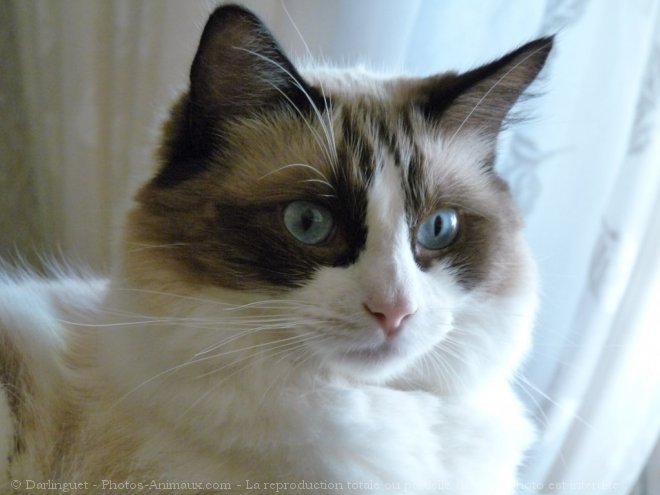 Photo de Ragdoll