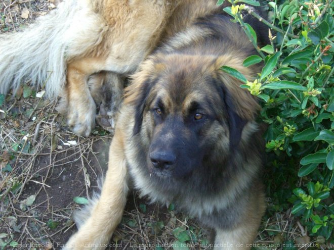 Photo de Leonberg