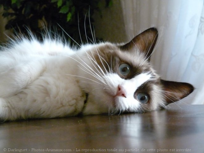 Photo de Ragdoll