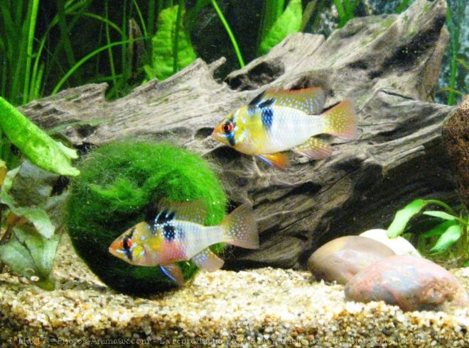 Photo de Poissons exotiques