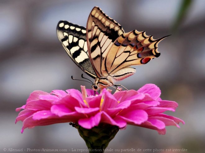 Photo de Papillon - machaon