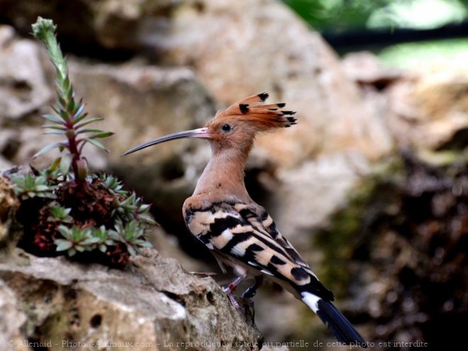 Photo de Huppe fascie