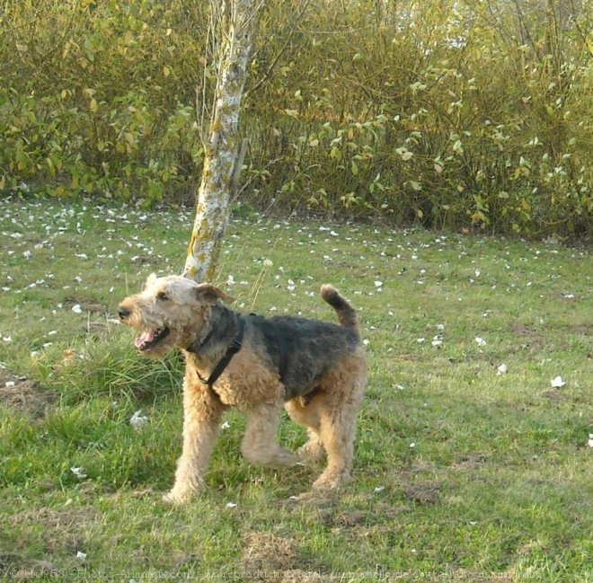 Photo d'Airedale terrier