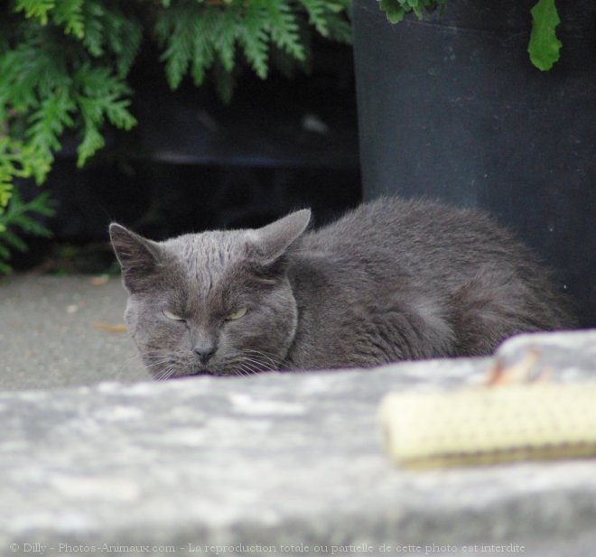 Photo de Chat domestique