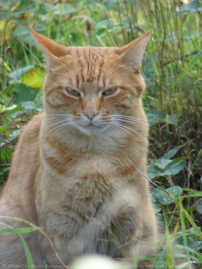 Photo de Chat domestique