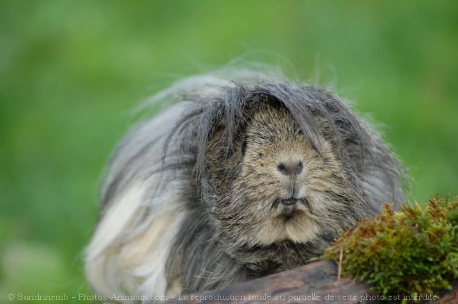 Photo de Cochon d'inde - abyssin / rosette