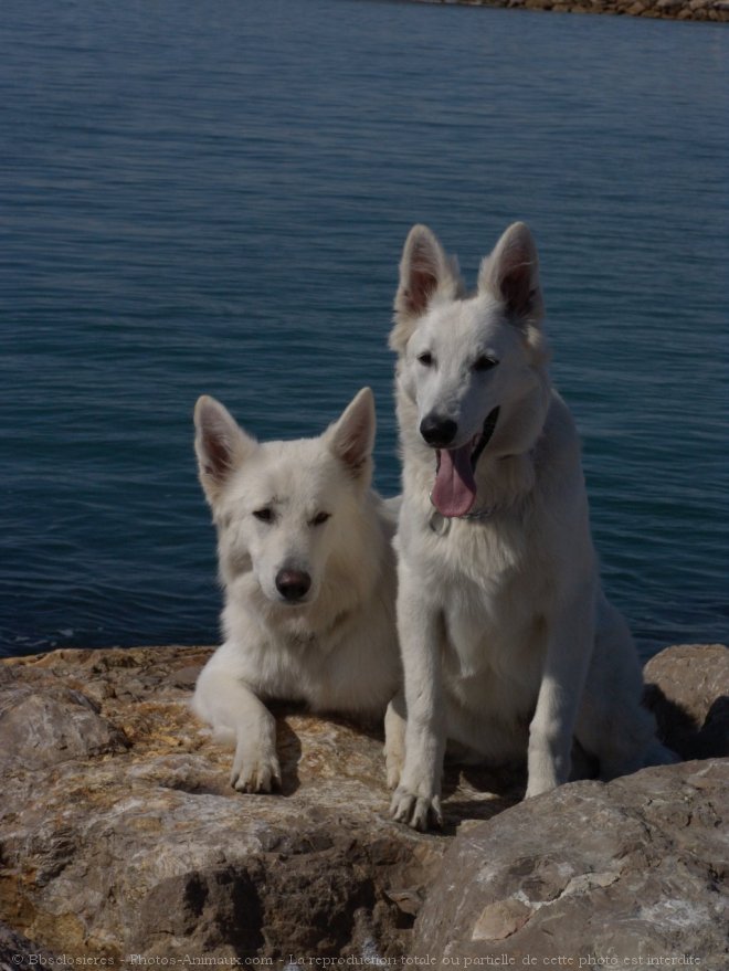 Photo de Berger blanc suisse