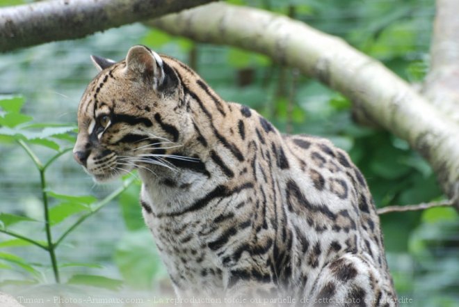 Photo de Chat margay