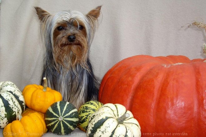 Photo de Yorkshire terrier