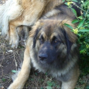 Photo de Leonberg