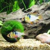 Photo de Poissons exotiques