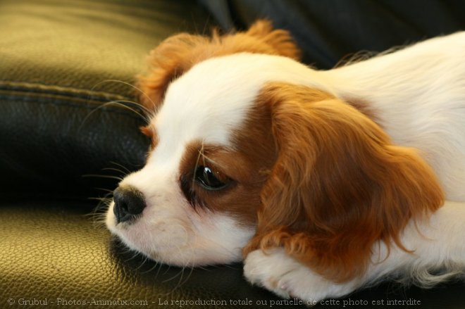 Photo de Cavalier king charles spaniel