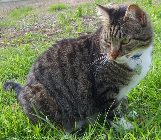 Photo de Chat domestique