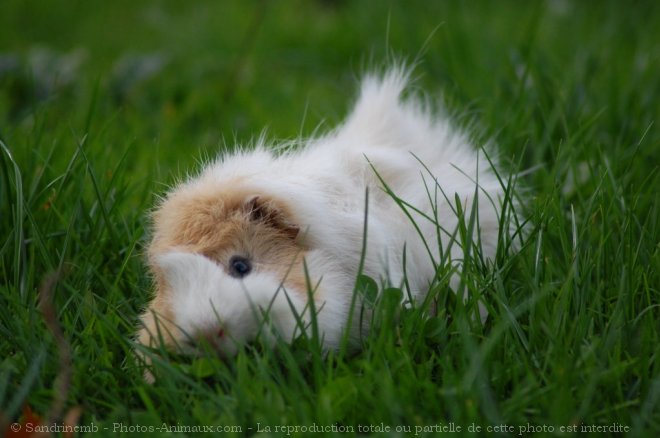 Photo de Cochon d'inde - abyssin / rosette