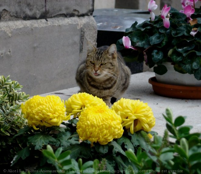 Photo de Chat domestique