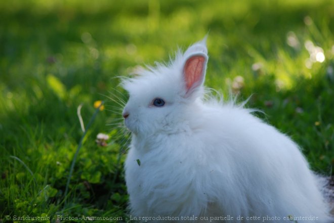 Photo de Lapin