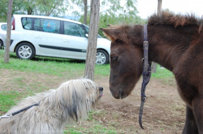 Photo de Races diffrentes