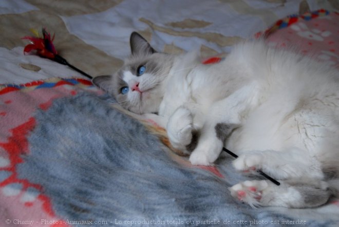 Photo de Ragdoll