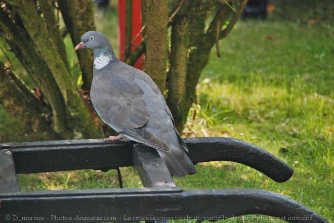 Photo de Pigeon