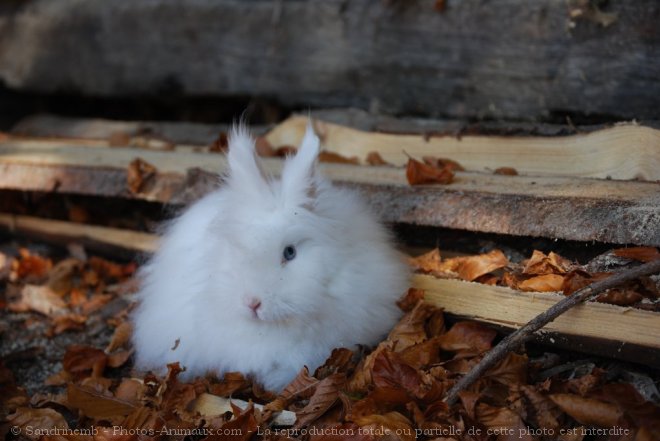 Photo de Lapin