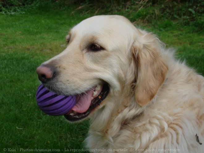 Photo de Golden retriever