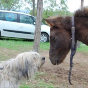 Photo de Races diffrentes