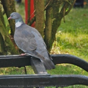 Photo de Pigeon