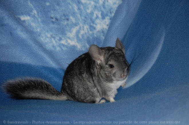 Photo de Chinchilla