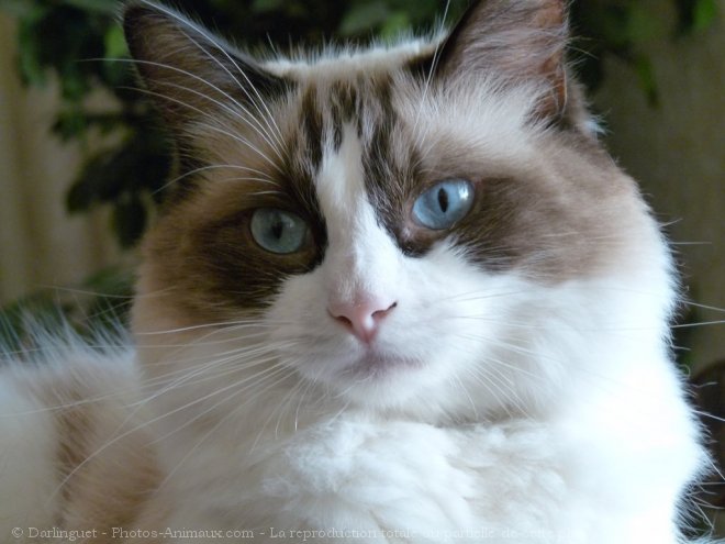 Photo de Ragdoll