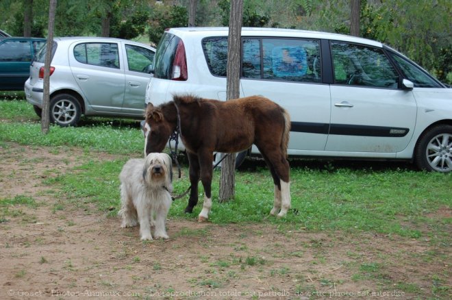 Photo de Races diffrentes