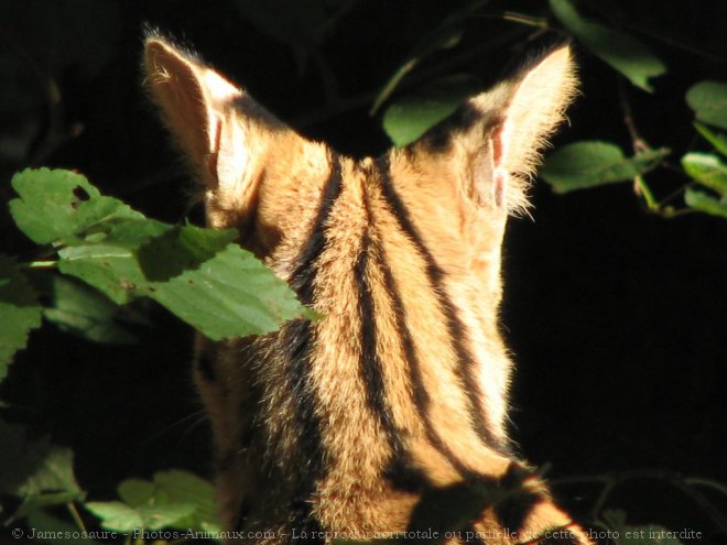 Photo de Serval