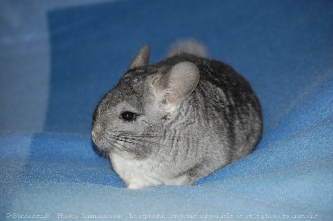 Photo de Chinchilla