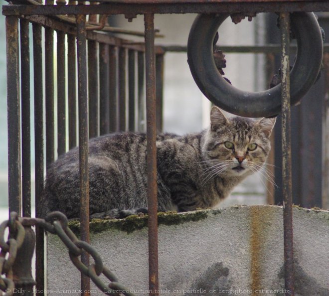 Photo de Chat domestique