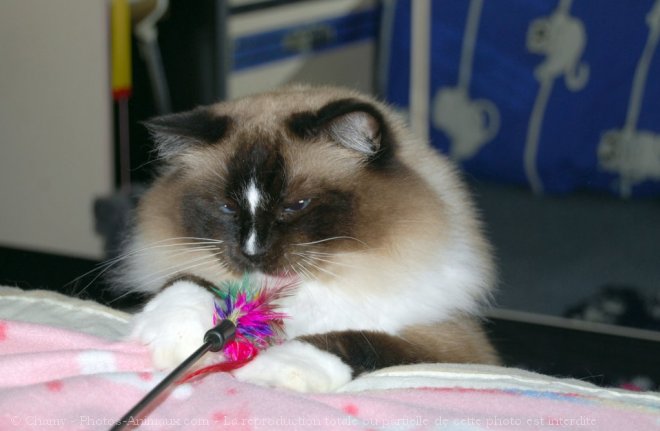 Photo de Ragdoll