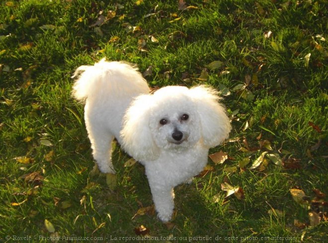 Photo de Bichon  poil fris