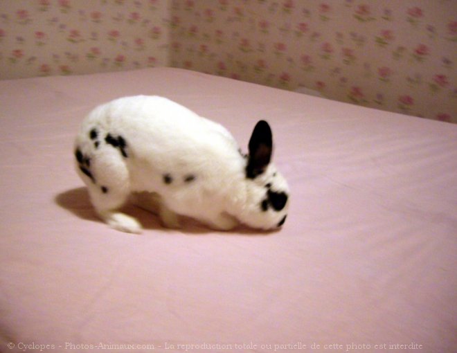 Photo de Lapin