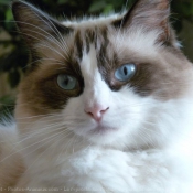 Photo de Ragdoll