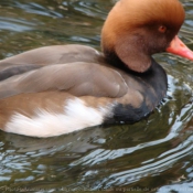 Photo de Canard nette rousse