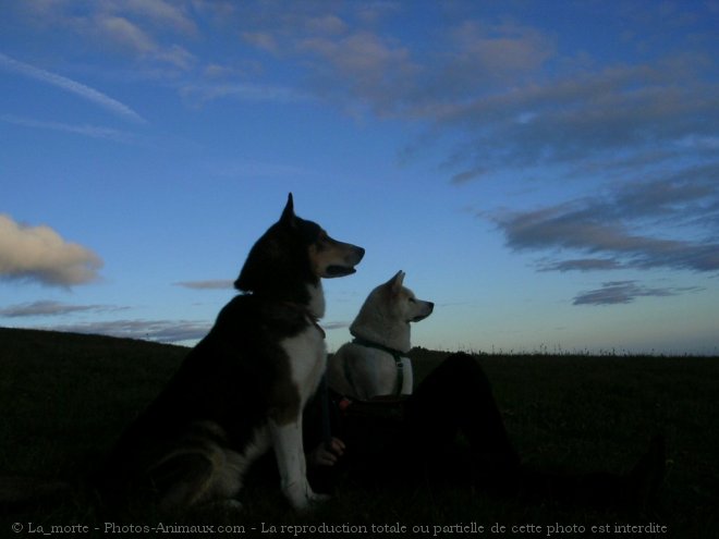 Photo de Croisement