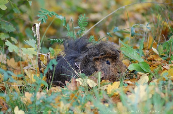 Photo de Cochon d'inde - pruvien